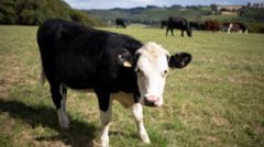 Bluetongue restriction zone to be expanded across all of Scotland