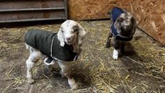 Goat sanctuary purchases 16.9 acres of more land