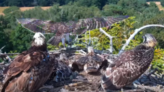 First of four juvenile ospreys takes flight