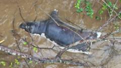 Zambians warned not to eat dead wildlife after anthrax kills dozens of animals